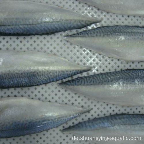 Chinesische Exportmakrelfilet gefrorene Fischmakrelefilets